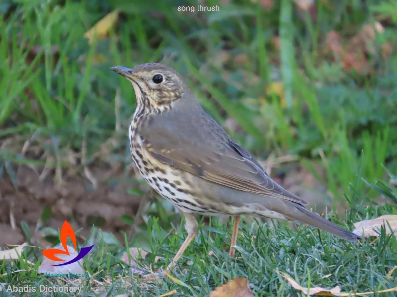 song thrush